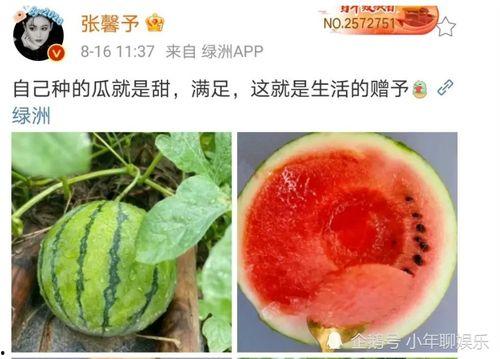 娱乐圈吃瓜料,揭秘明星幕后恩怨情仇